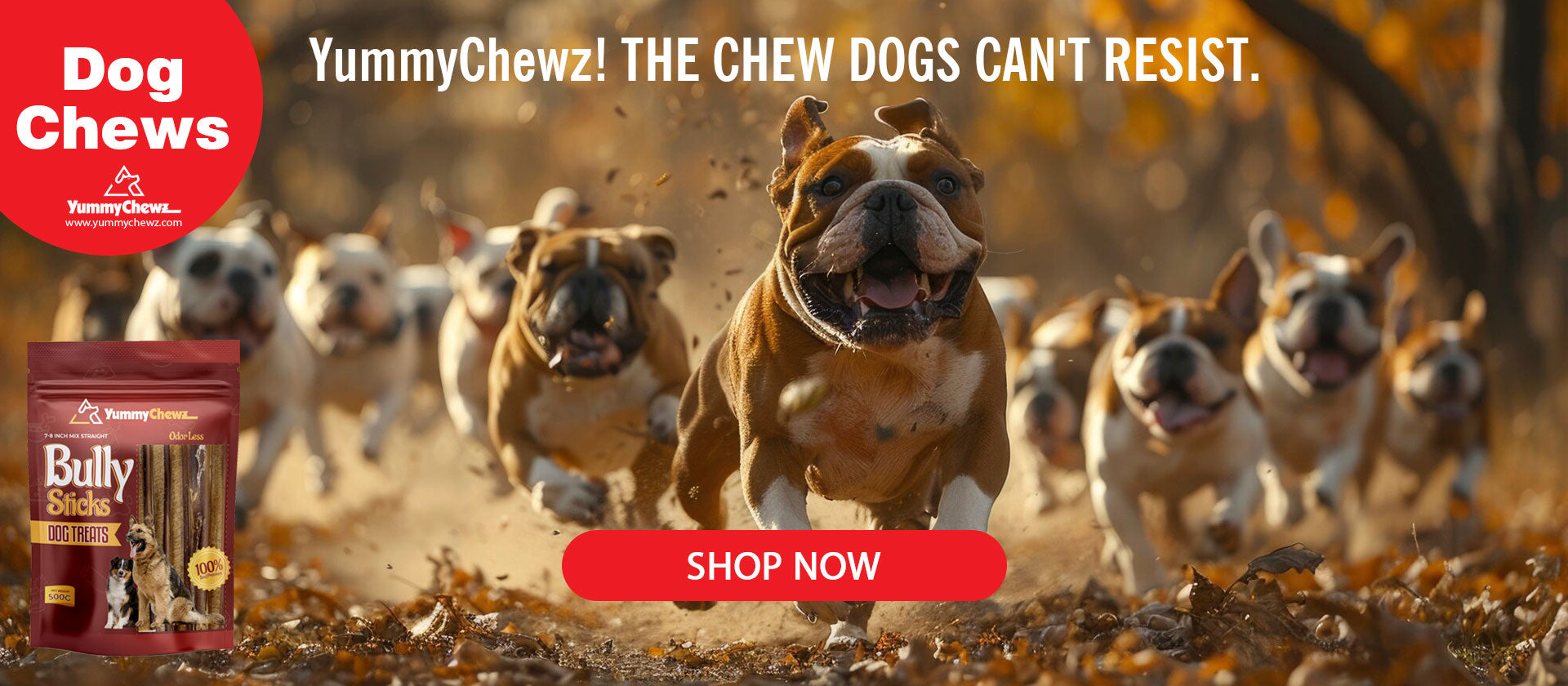 The Chew Dogs Can't Resists | Yummy Chewz